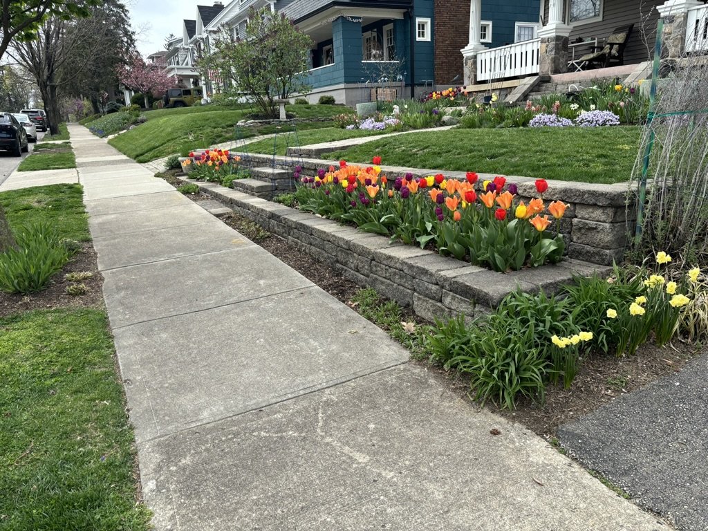 Tulips 1